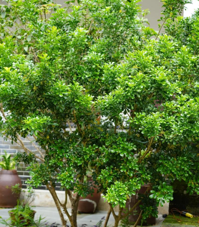 米兰养殖方法和注意事项有哪些 米兰养殖方法和注意事项有哪些