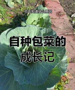 包心生菜的种植方法和时间 包心生菜的种植方法和时间