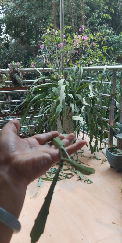 令箭荷花扦插生根最快方法 令箭荷花扦插生根最快方法