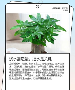 发财树浇水的正确方法 发财树浇水的正确方法