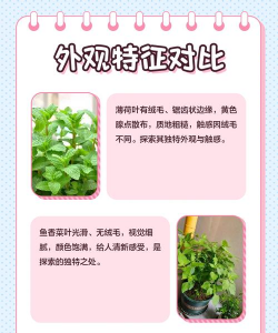 鱼香草和薄荷的区别 鱼香草和薄荷的区别