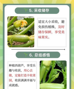 种植西葫芦怎么种植的呢 种植西葫芦怎么种植的呢