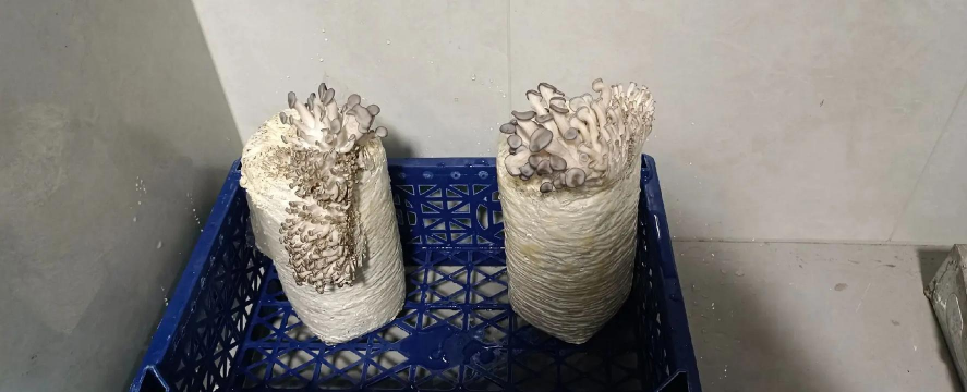 平菇种植菌木怎么种植 平菇种植菌木怎么种植