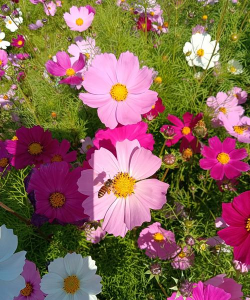 格桑花有哪些 格桑花有哪些