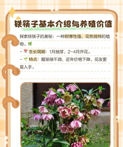 铁筷子的养殖方法和注意事项 铁筷子的养殖方法和注意事项