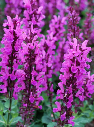 紫色草有哪些花 紫色草有哪些花