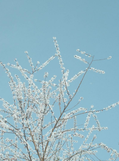 冬天有哪些树花 冬天有哪些树花