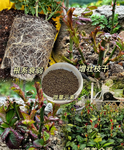 月季花上什么花肥好 月季花上什么花肥好