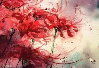 思念的花有哪些 思念的花有哪些