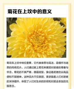 葬礼为什么喜欢用菊花 葬礼为什么喜欢用菊花