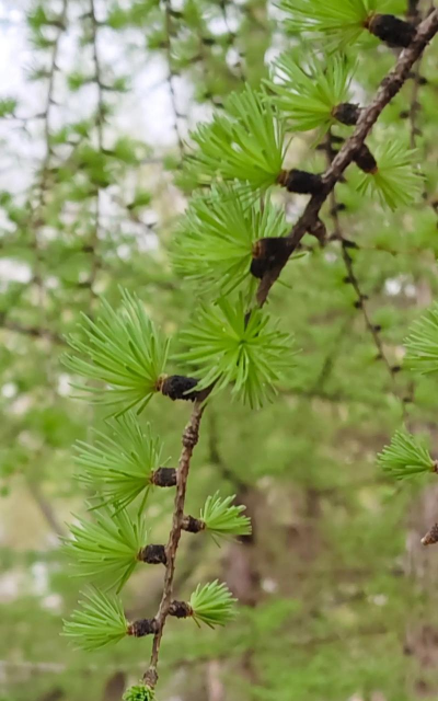 落叶松的特点 落叶松的特点