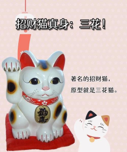 三花有哪些品种 三花有哪些品种