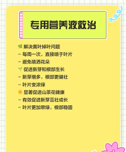 茶花掉叶严重怎么处理 茶花掉叶严重怎么处理