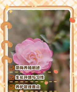 茶梅花怎么养殖方法 茶梅花怎么养殖方法