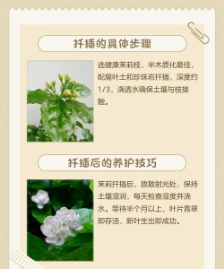 茉莉花怎么繁殖扦插 茉莉花怎么繁殖扦插
