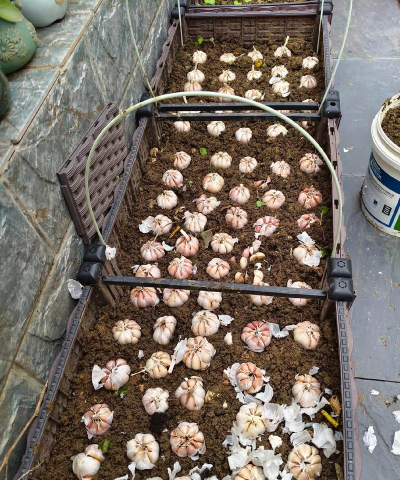 蒜黄种植基地怎么种植的 蒜黄种植基地怎么种植的