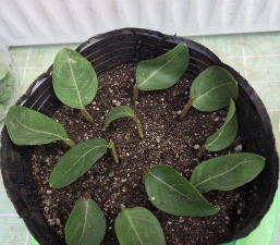 紫薇花扦插方法和时间 紫薇花扦插方法和时间