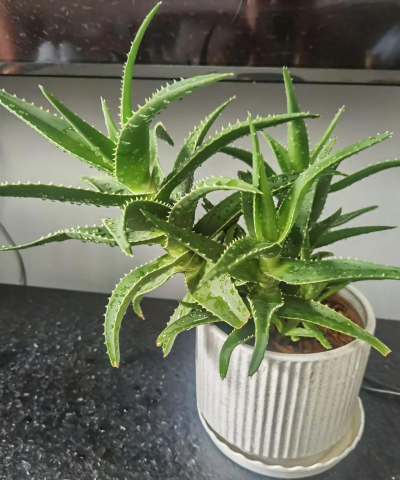 不开花植物有什么植物 不开花植物有什么植物