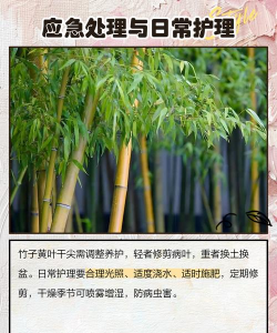 竹子叶尖发黄干枯什么原因 竹子叶尖发黄干枯什么原因