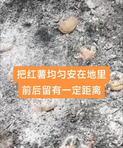 红薯种植小香薯怎么种植 红薯种植小香薯怎么种植