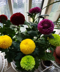 秋季花朵有哪些花 秋季花朵有哪些花