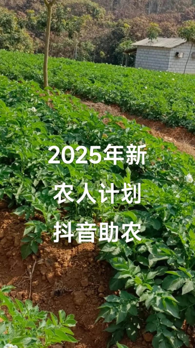土豆种植新技术怎么种植 土豆种植新技术怎么种植