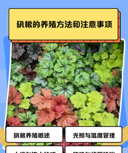 矾根的养殖方法和注意事项 矾根的养殖方法和注意事项