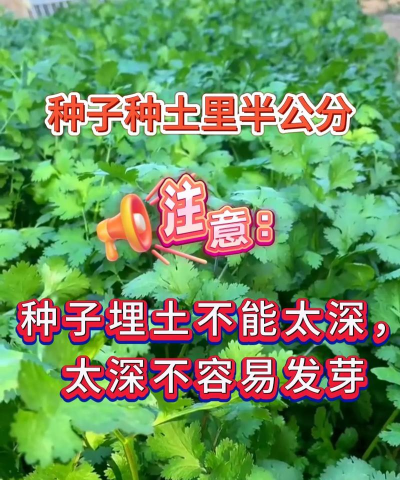 香菜什么时候间苗好 香菜什么时候间苗好