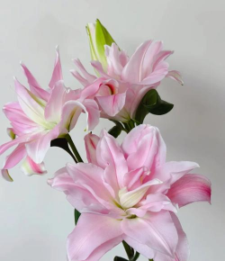 百合怎么种植 百合怎么种植