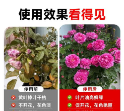 大海棠适合什么肥料最好 大海棠适合什么肥料最好