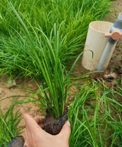 树下种植麦冬怎么种植好 树下种植麦冬怎么种植好