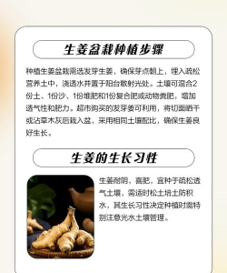 生姜芽怎么种 生姜芽怎么种