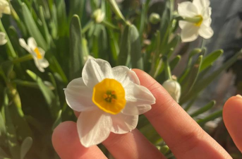 洋水仙种植箱怎么种植的 洋水仙种植箱怎么种植的