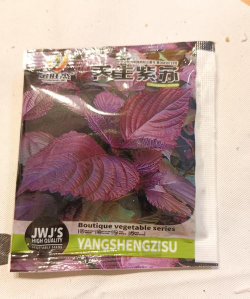 香菜喜欢阳光吗 香菜喜欢阳光吗