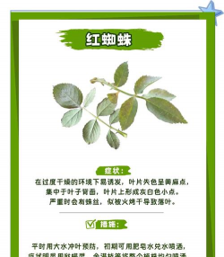 月季花的病虫防治 月季花的病虫防治