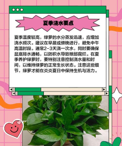 夏天绿萝几天浇一次水 夏天绿萝几天浇一次水
