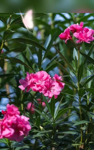 夹竹桃有什么颜色的花 夹竹桃有什么颜色的花