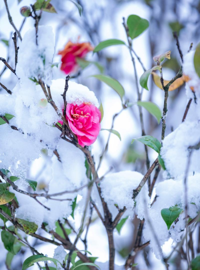 冬天雪里有哪些花 冬天雪里有哪些花