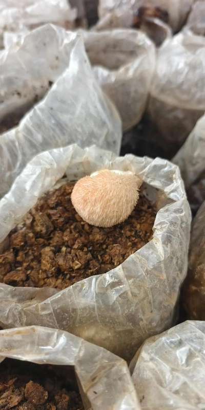 平菇种植板子怎么种植的 平菇种植板子怎么种植的