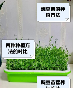 花盆种植豌豆苗怎么种植 花盆种植豌豆苗怎么种植