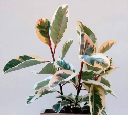 吸尘花有哪些种类 吸尘花有哪些种类