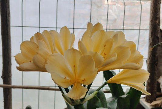 君子兰怕冷吗冬天 君子兰怕冷吗冬天