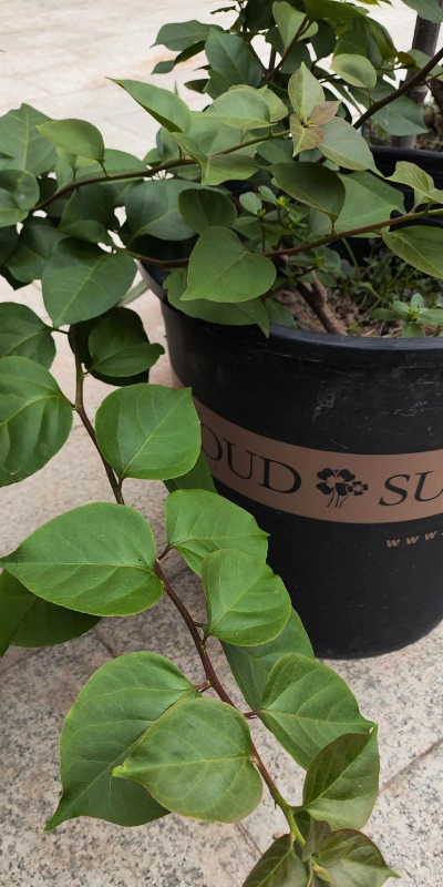 三角梅疯长枝叶不开花 三角梅疯长枝叶不开花