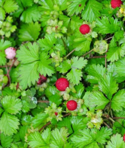 蛇莓 蛇莓百科 蛇莓 蛇莓百科