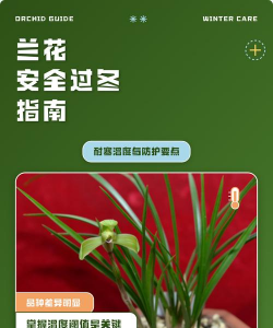 兰花耐寒多少度 兰花耐寒多少度