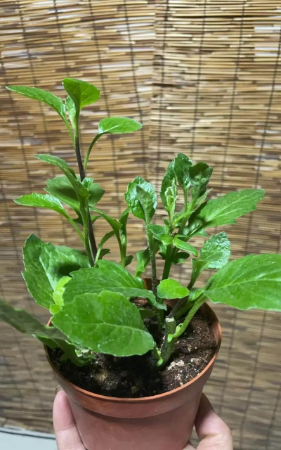 芗草 芗草百科 芗草 芗草百科