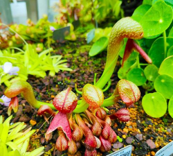 眼镜蛇瓶子草 眼镜蛇瓶子草百科 眼镜蛇瓶子草 眼镜蛇瓶子草百科