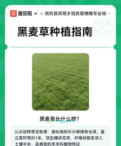 种植黑麦草怎么种植好 种植黑麦草怎么种植好