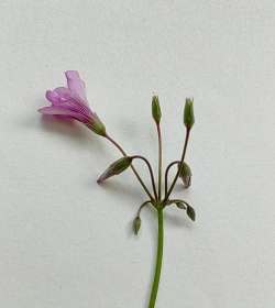 红花酢浆草 红花酢浆草百科 红花酢浆草 红花酢浆草百科