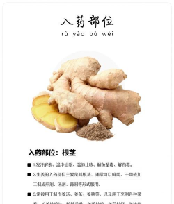 生姜 生姜百科 生姜 生姜百科